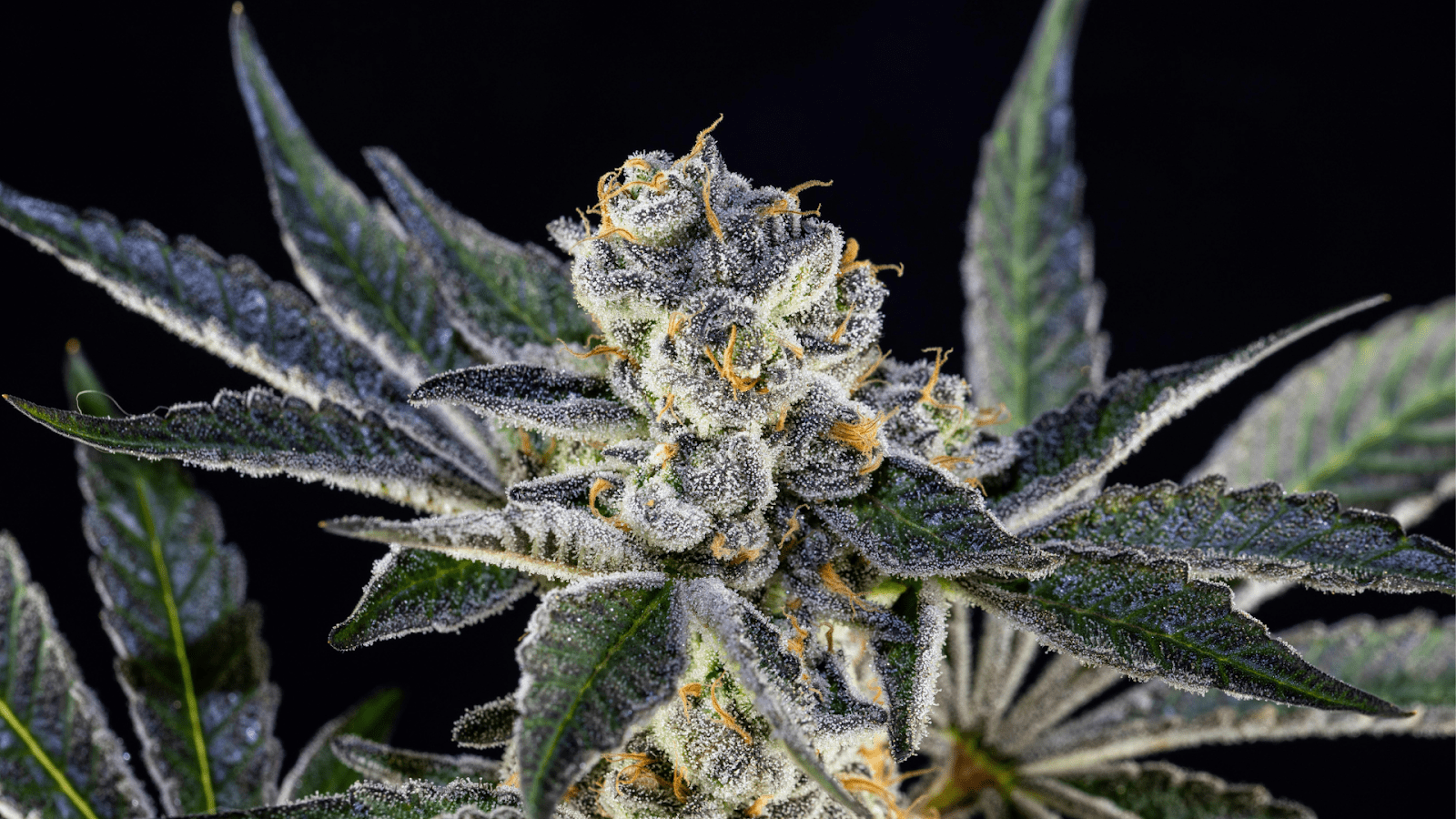 THCA Flower Vs. THC Flower: How They Compare In Effects And Legality - Elevate