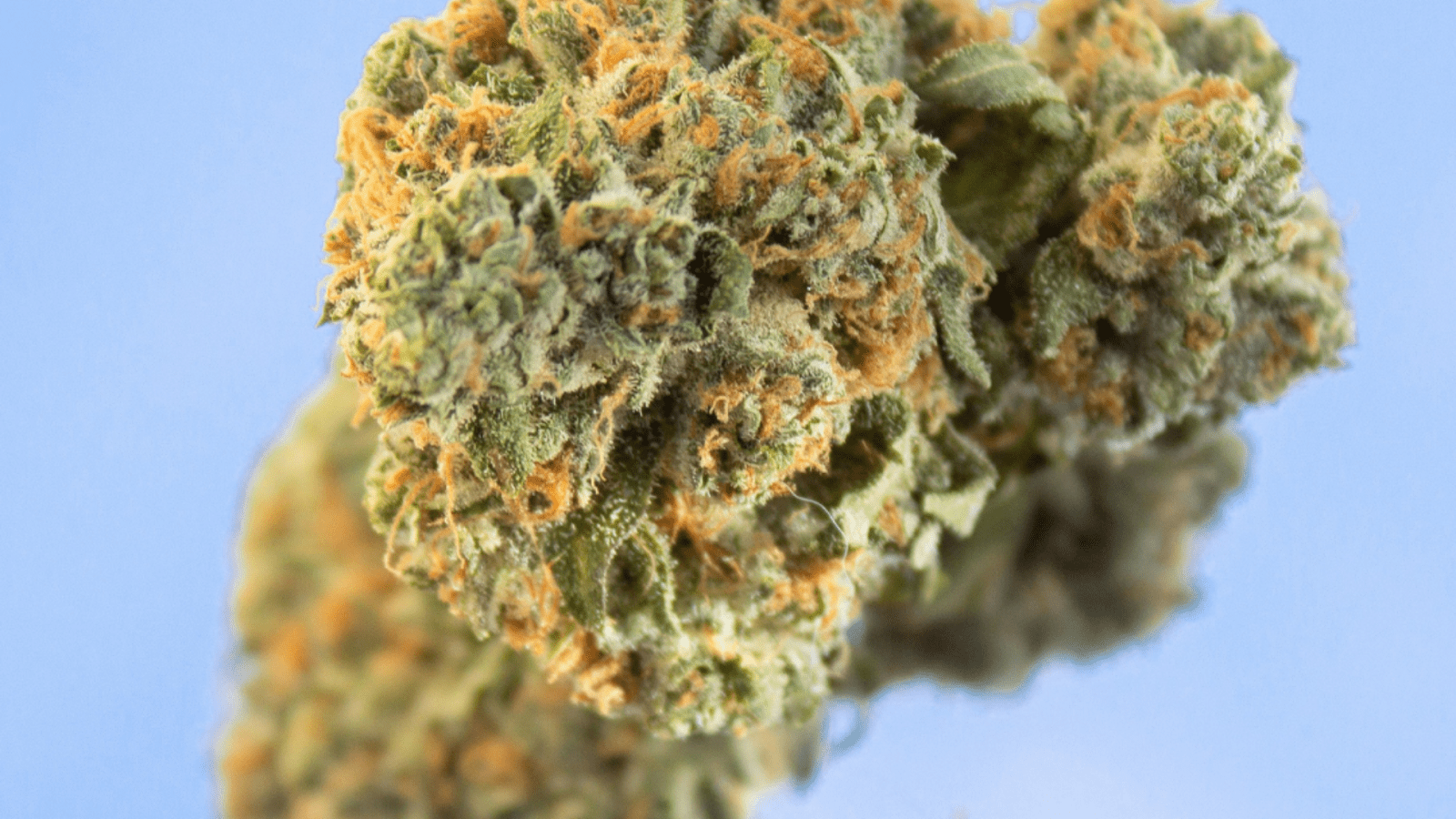 THC Dosage: How Much Is Too Much and What’s Just Right - Elevate
