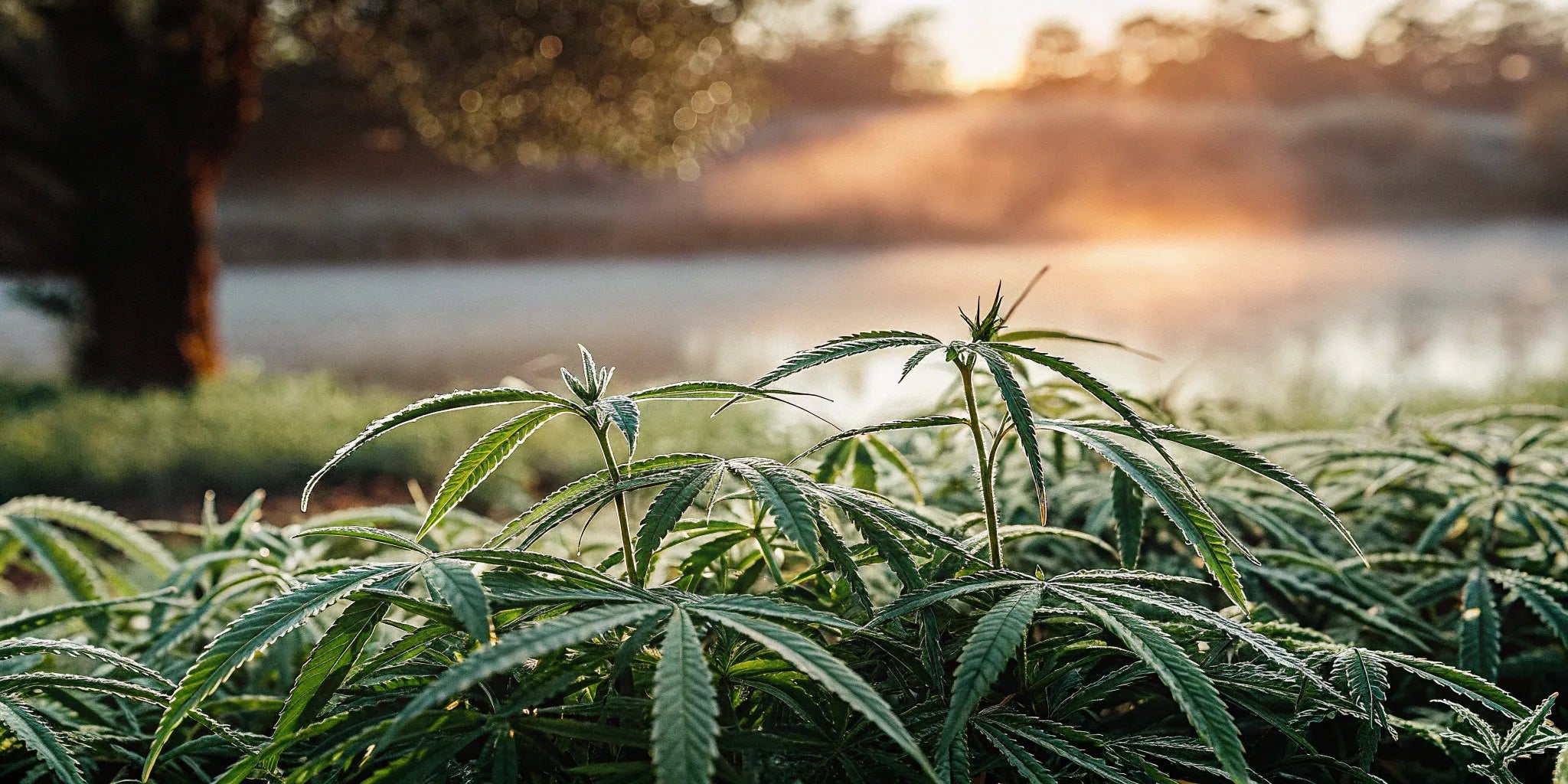 Full spectrum vs. broad spectrum CBD oil derived from hemp plants.