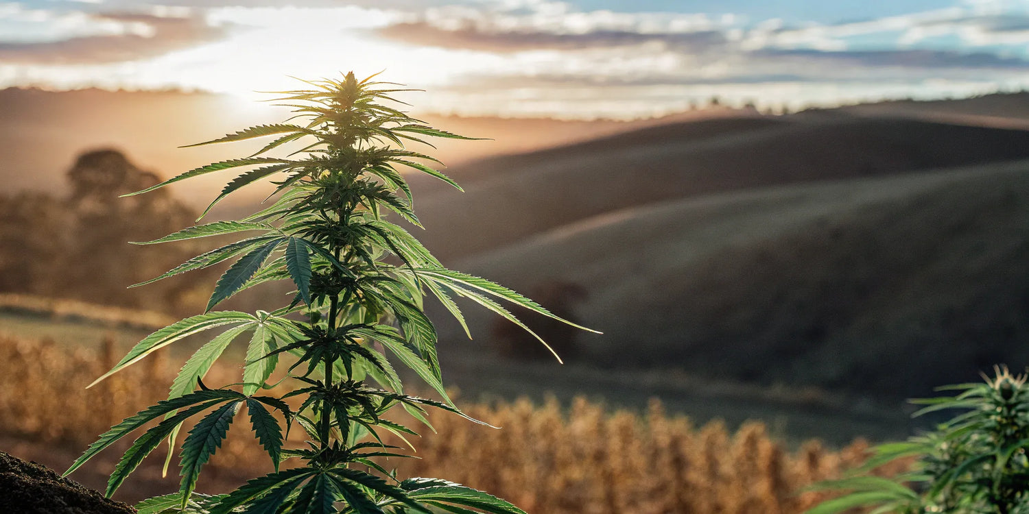 A THCA hemp plant growing outdoors in Texas.