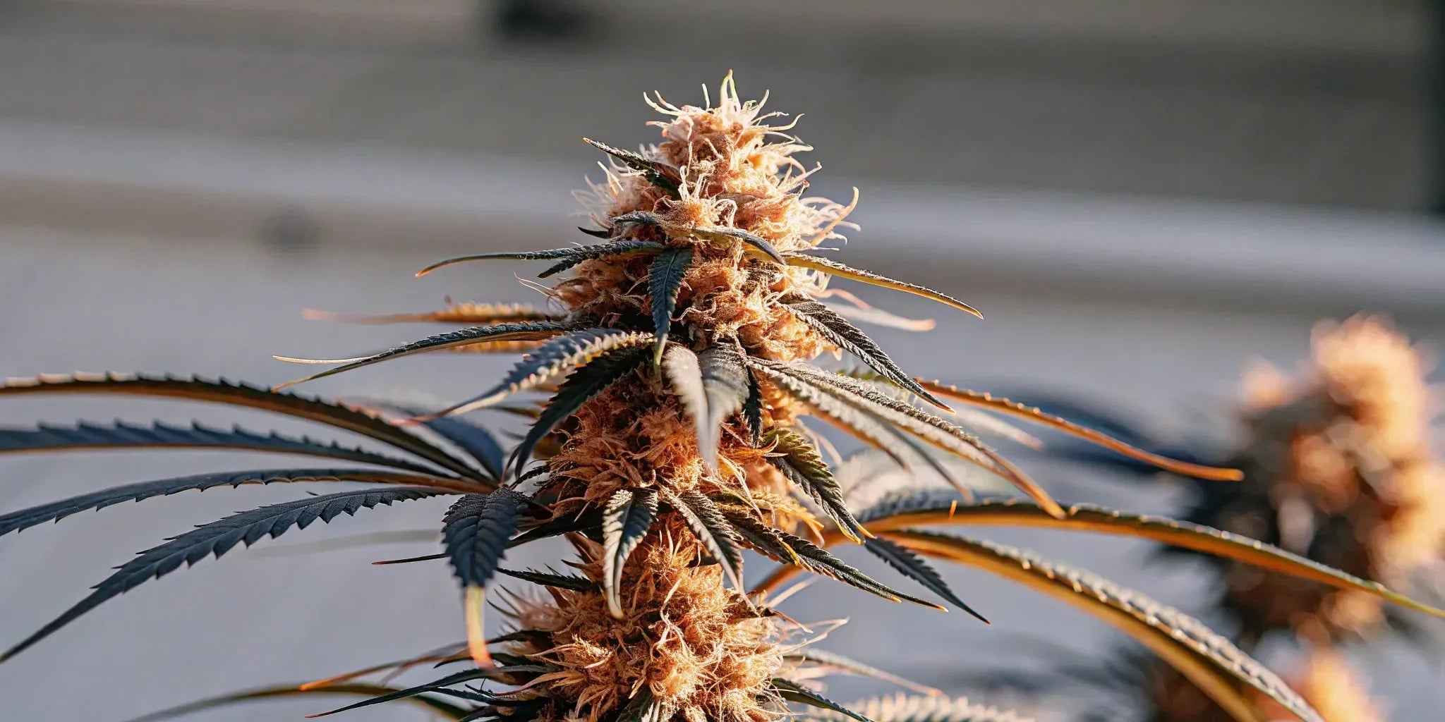 Live resin cart with cannabis oil and vapor.