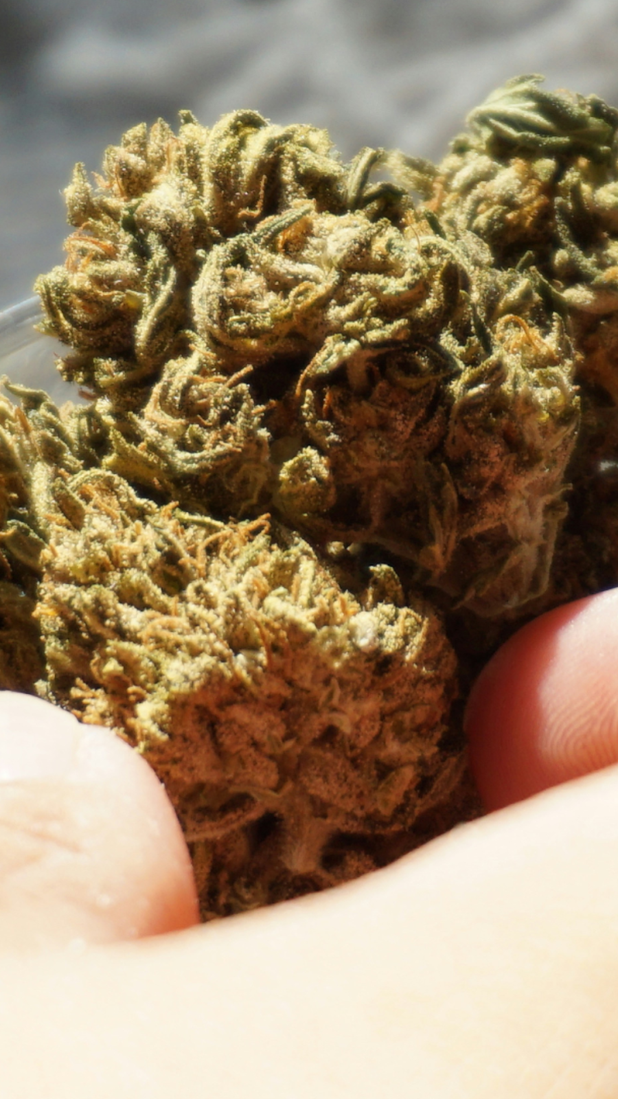 A Person Holding THCA Bud