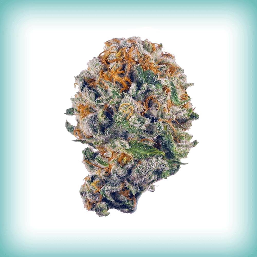Blueberry Muffin - Elevate
