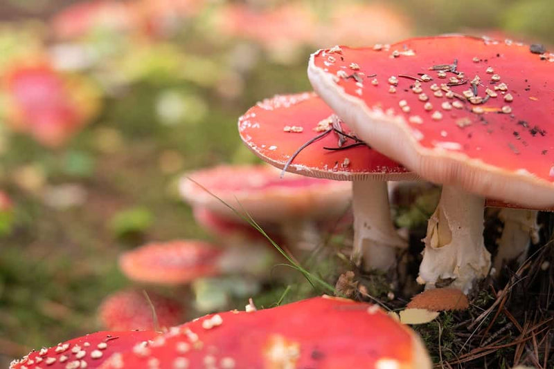 Benefits of Amanita Muscaria on Brain Health and Overall Wellness