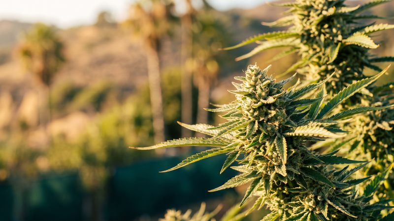 Is Delta 8 Legal in California? (2026 Guide for Hemp & Cannabis Users)