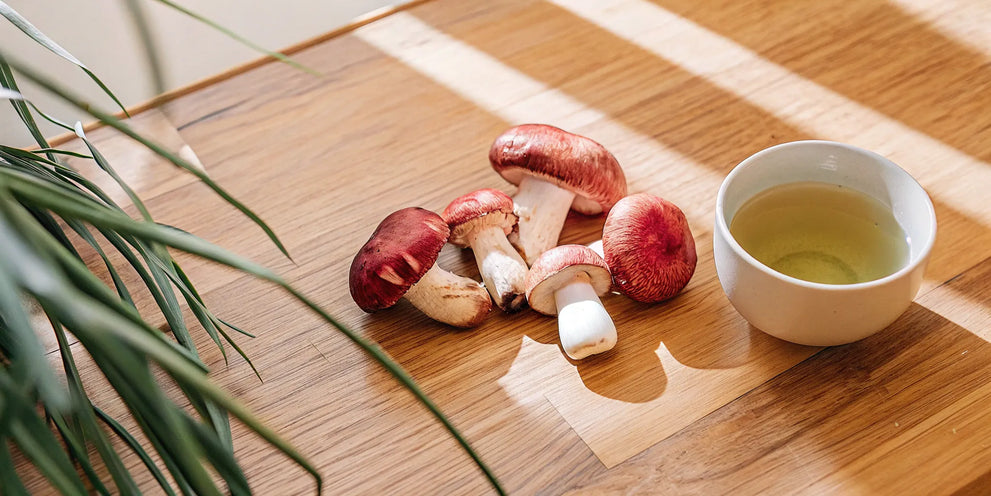 A cup of the best functional mushroom blend for focus and calm, surrounded by fresh mushrooms.