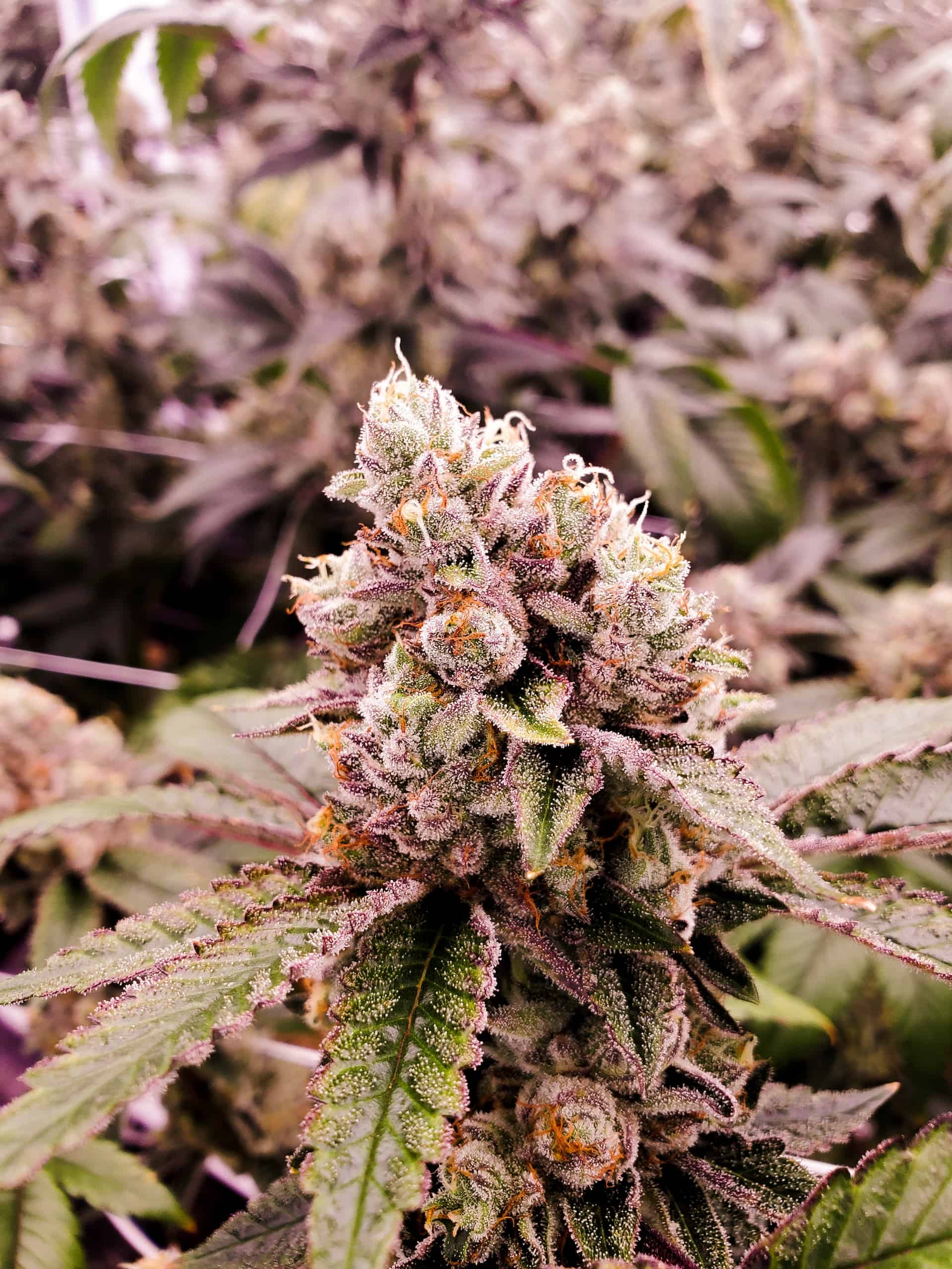 Close-up of Delta 8 flower with green leaves and trichomes