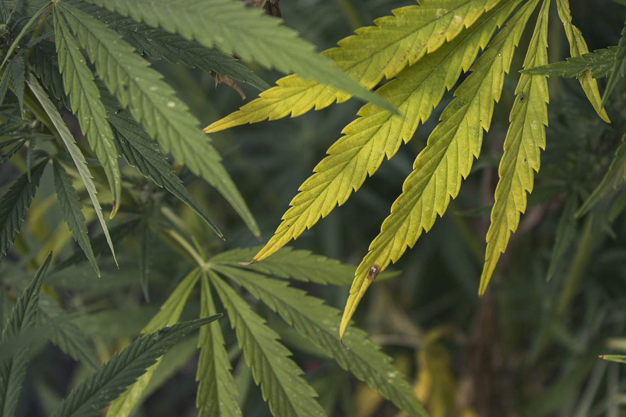 Close-up of green and yellow cannabis leaves