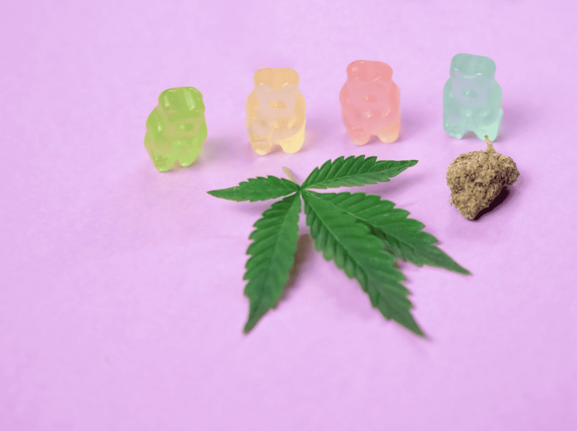 Colorful gummy bears next to a cannabis leaf and a bud on a pink background