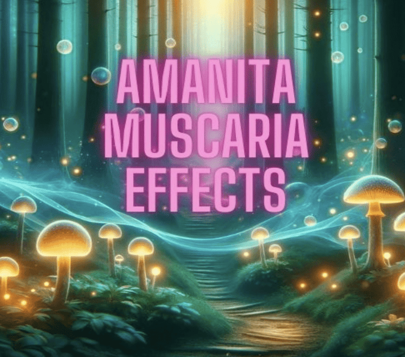 Amanita Muscaria Effects: Everything You Should Know