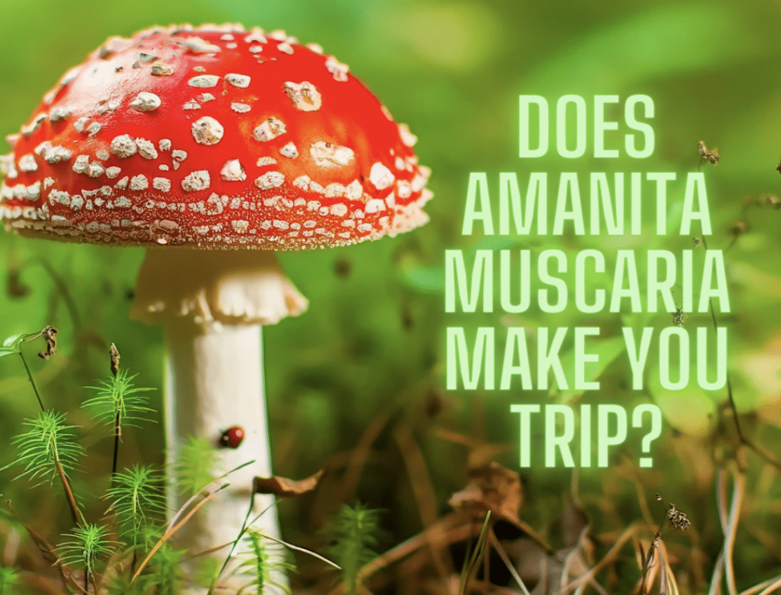 Amanita muscaria mushroom with the text 'Does Amanita Muscaria Make You Trip?'