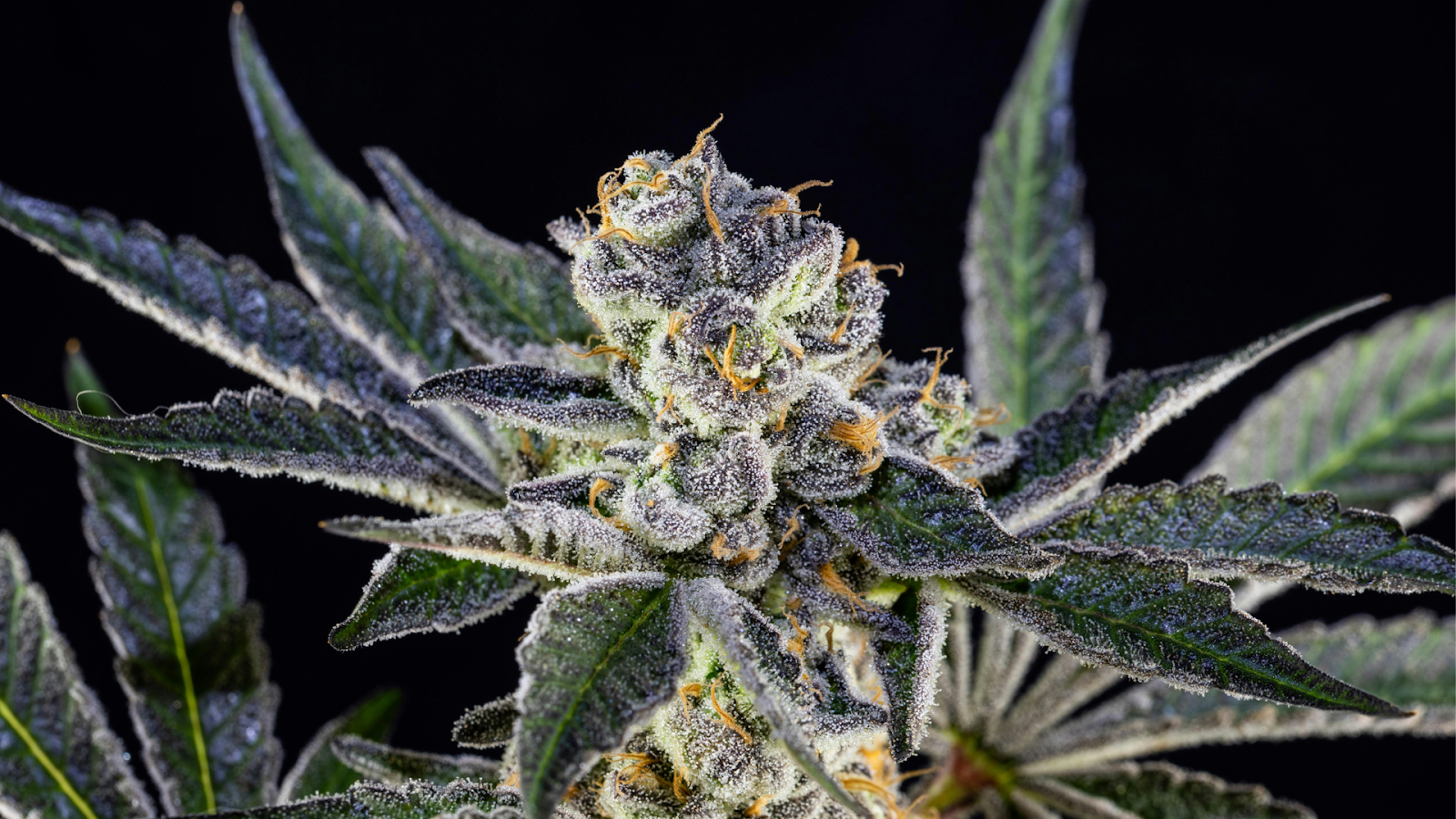 Close-up of THCA flower with frosty trichomes and green leaves