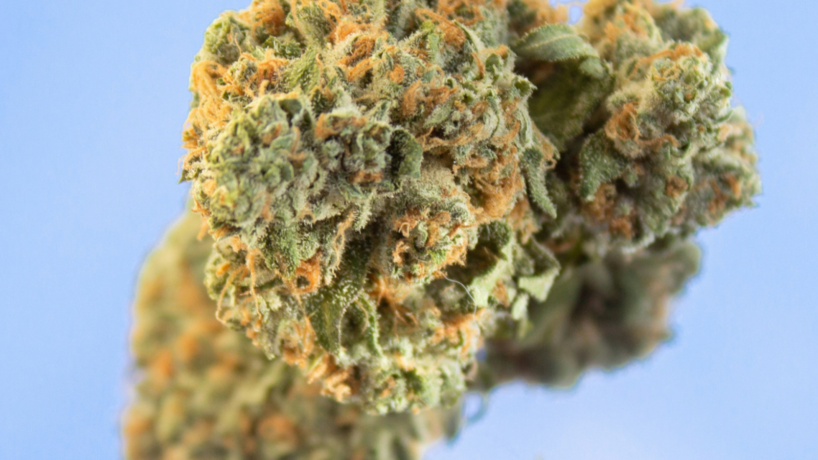 Close-up of cannabis flower with green and orange hues