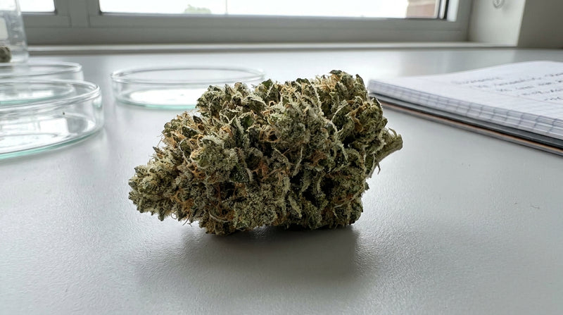 Is Delta 9 Real Weed? The Truth You Need to Know