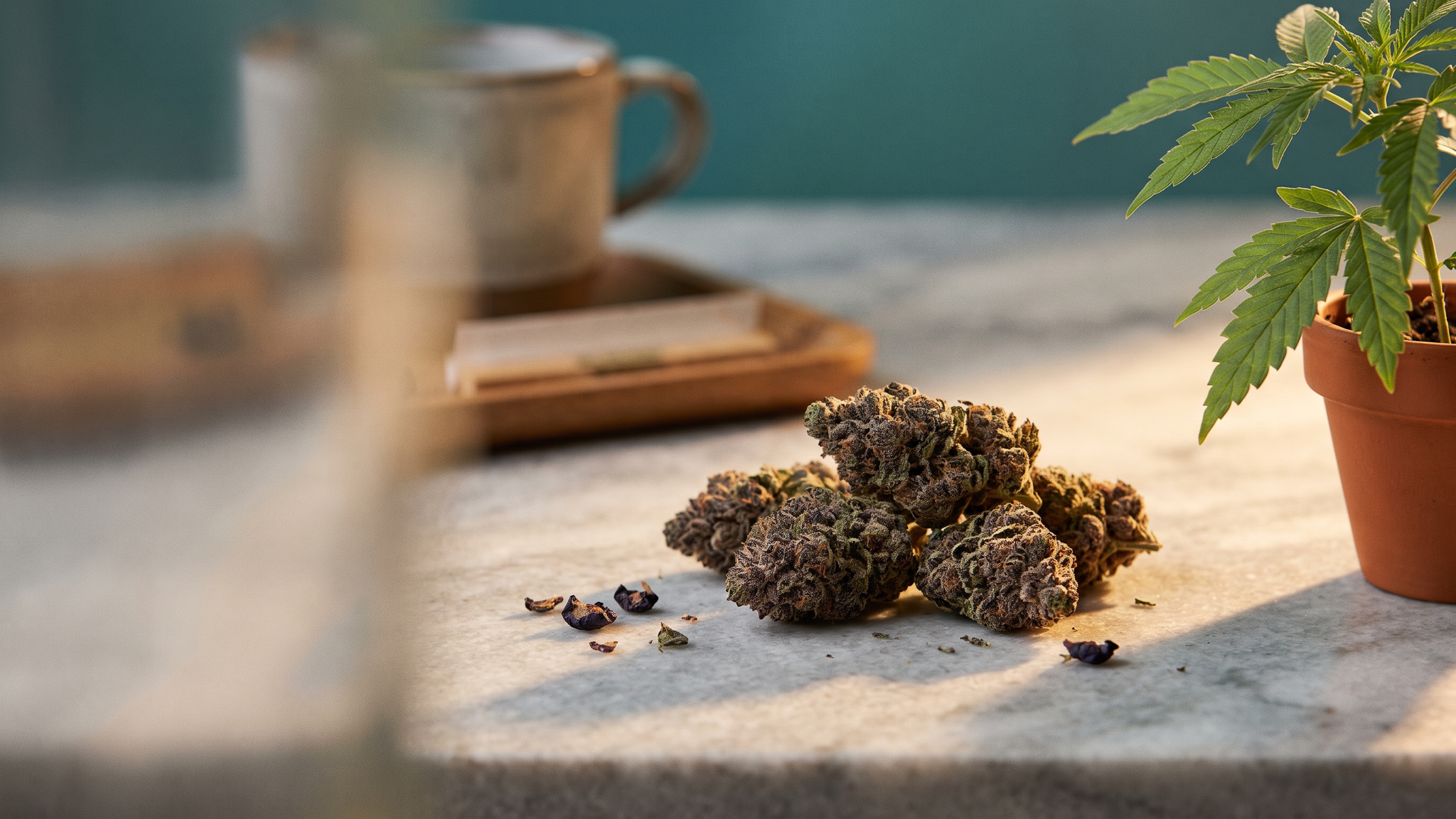 blueberry-muffin-strain hero image