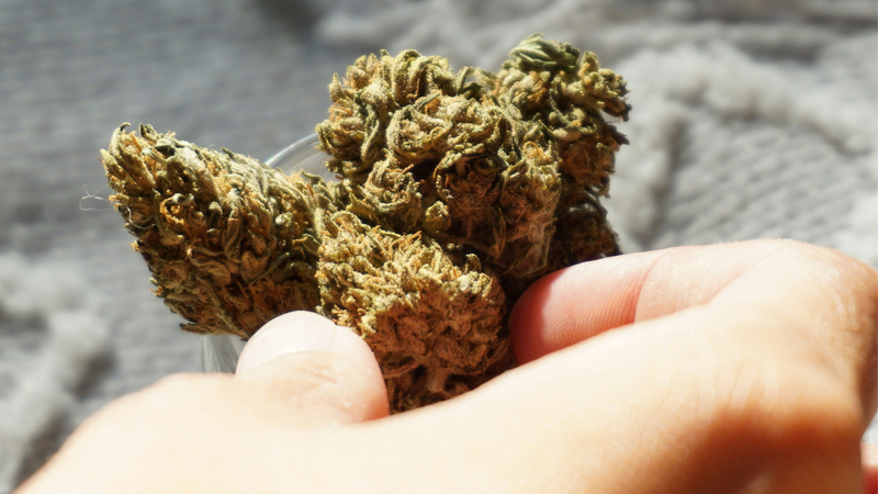 Strongest THCa Flower Strains of 2025