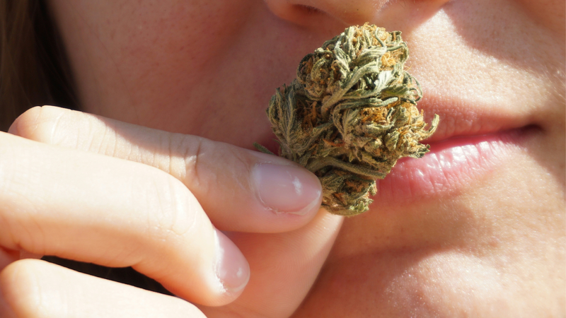 Is THCA Legal? Federal Law, State-by-State Guide & What You Need to Know