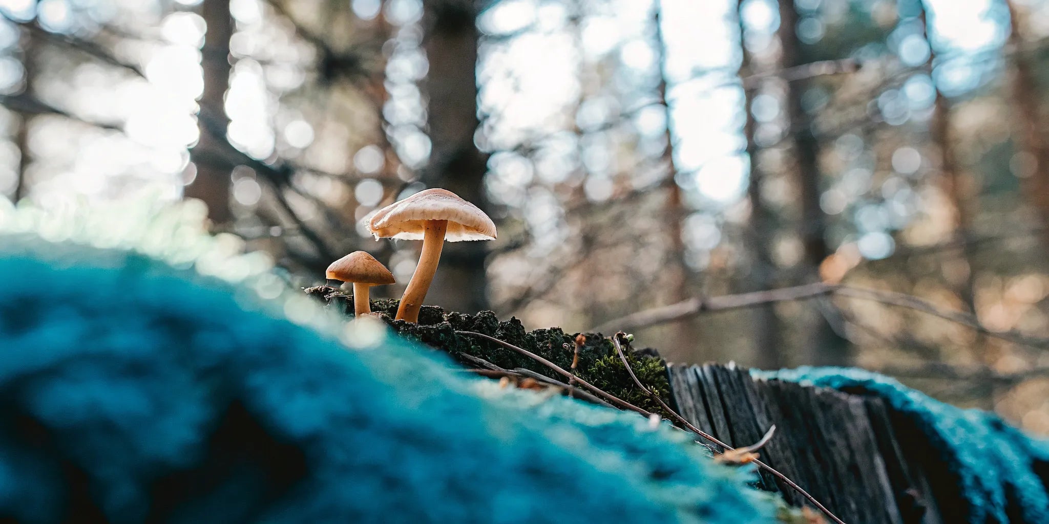 Safe proprietary nootropic mushroom blend.