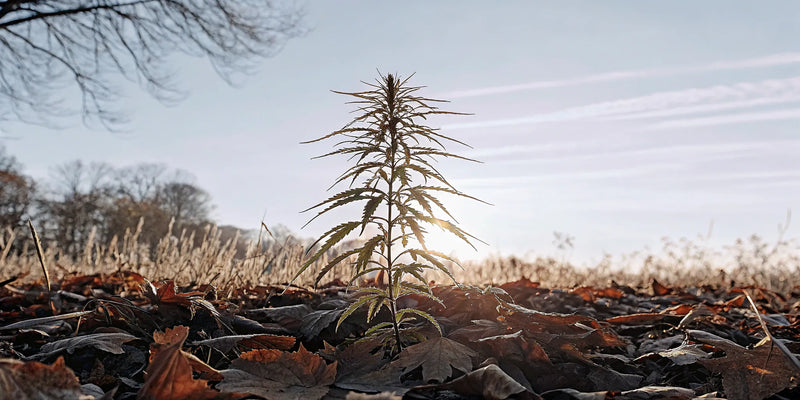 Find the Best THCa Flower Clearance Deals Now