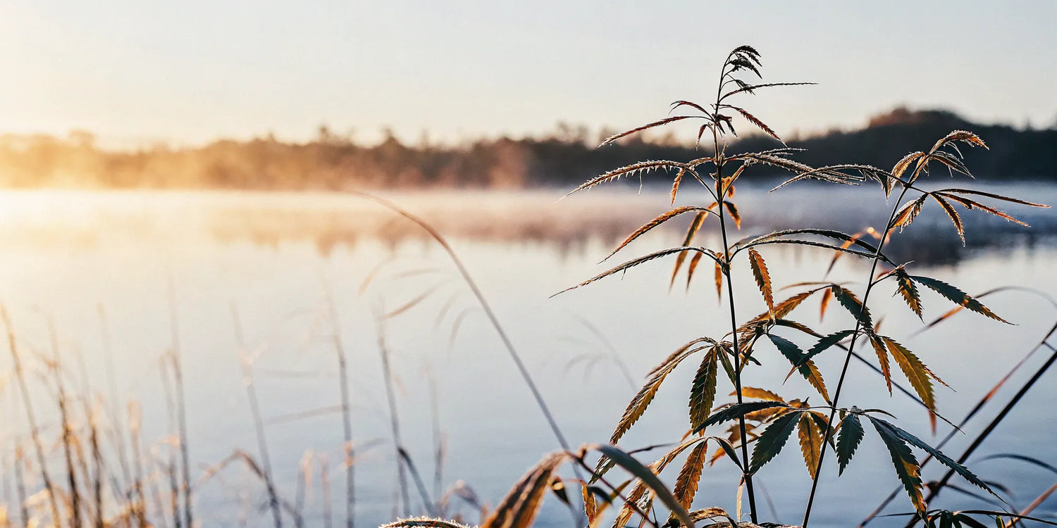 Dewy organic hemp leaves at sunrise, the quality source for Nature's Best CBD.