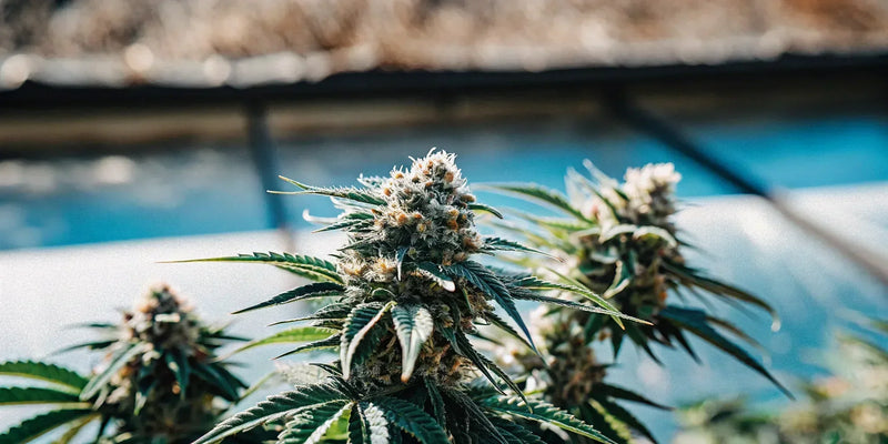 Find the Strongest THCA Flower Online - Top Strains & Fast Shipping