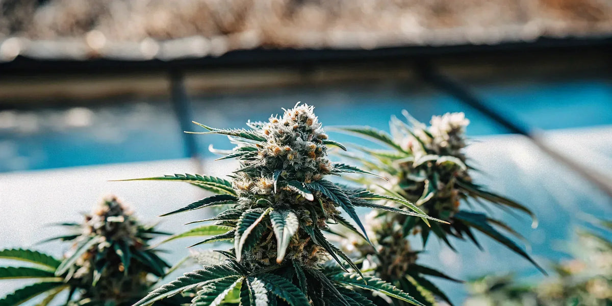 Find the Strongest THCA Flower Online - Top Strains & Fast Shipping