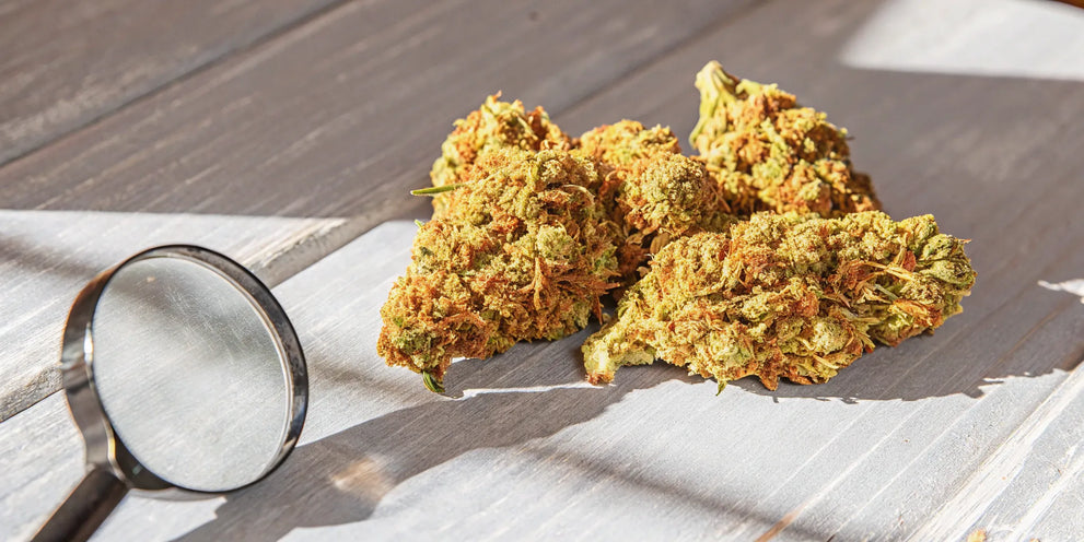 High-quality THCA flower ounce.