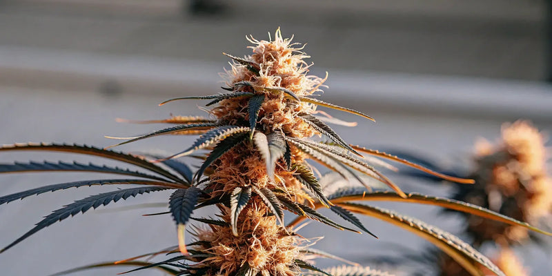 Live Resin Cart 101: A Complete Beginner's Guide