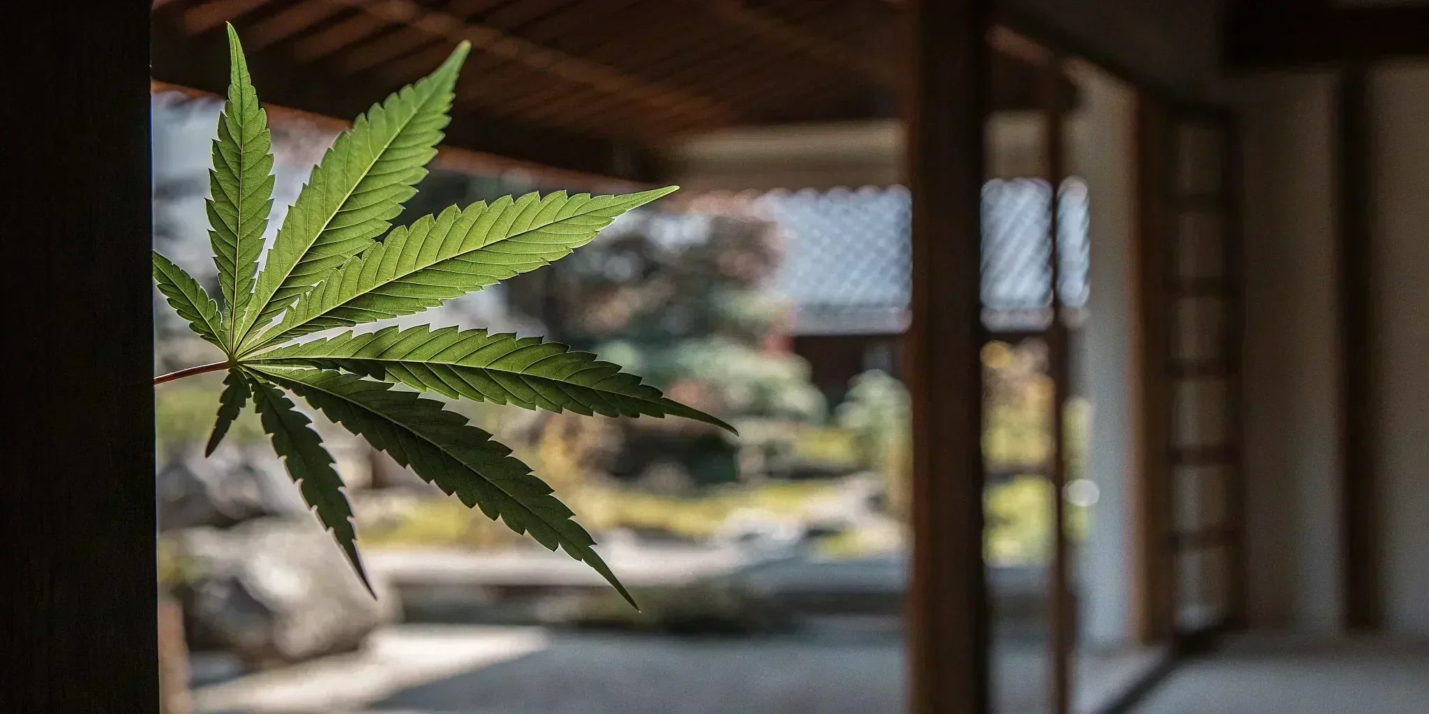 Delta-10 THC cannabis leaf.