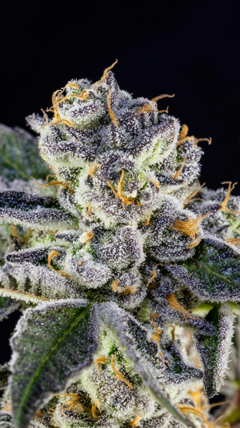 A Close Up Of A Cannabis Nugget