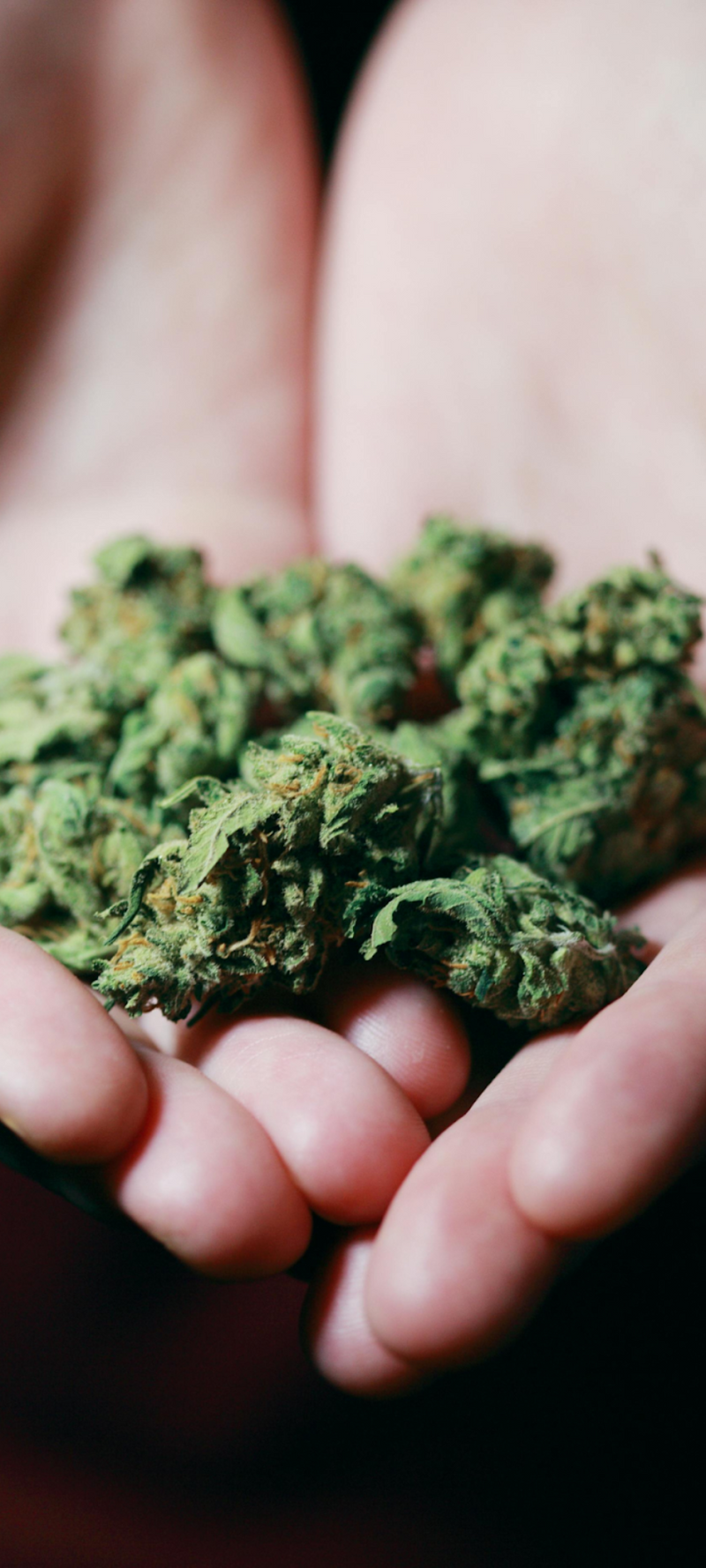 A Person Holding A Palmful Of THCA Flower