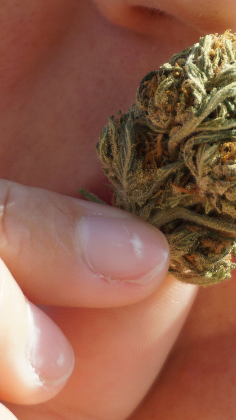 Wellness Benefits Of THCA Flower