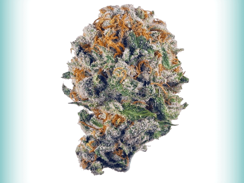 Blueberry Muffin