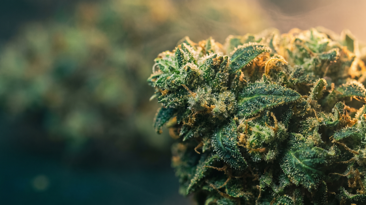 Buy THCA in Idaho