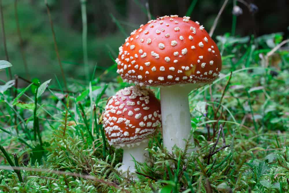 amanita muscaria mushroom