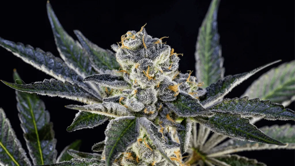 THCA Flower Vs. THC Flower: How They Compare In Effects And Legality - Elevate