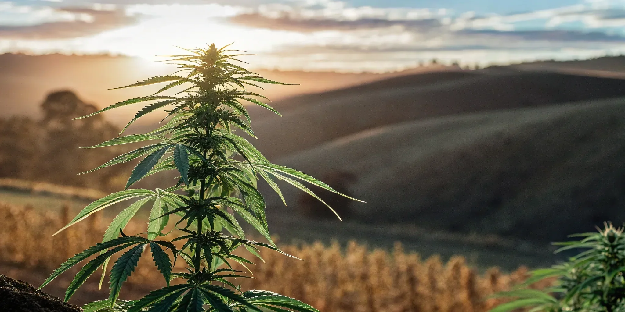 A THCA hemp plant growing outdoors in Texas.