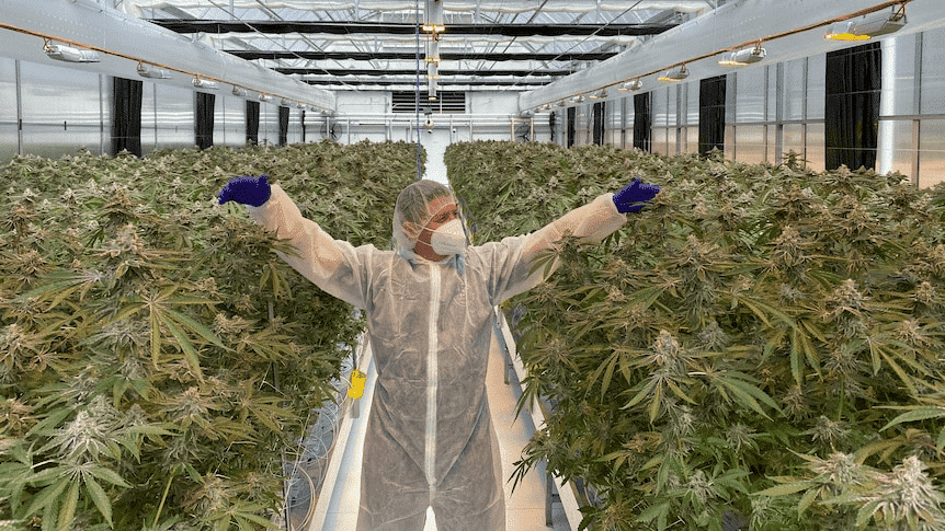 A person in protective gear standing among rows of cannabis plants in a greenhouse.
